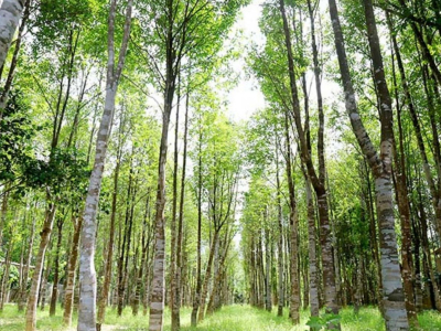 VÙNG NGUYÊN LIỆU TRẦM HƯƠNG - 침향 원료 생산지