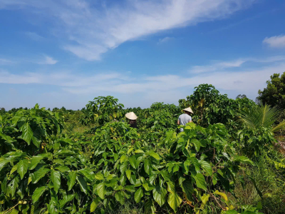🌿 Doctor Noni – Giải pháp chăm sóc sức khỏe từ trái nhàu thiên nhiên