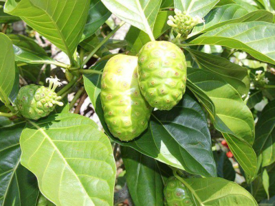 VÙNG NGUYÊN LIỆU NHÀU (NONI) 노니 원료 산지