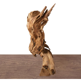 Cây cảnh trầm hương  - 침향 분재