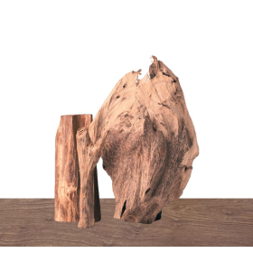 Cây cảnh trầm hương - 침향 분재