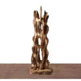 Cây cảnh trầm hương - 침향  나무