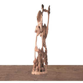 Cây cảnh trầm hương - 침향  나무