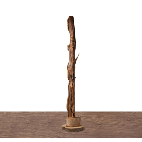 Cây cảnh trầm hương - 침향  나무