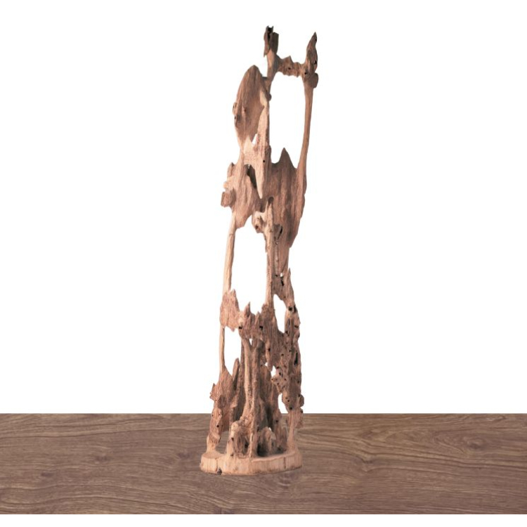 Cây cảnh trầm hương - 침향  나무